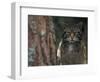 Wild Cat in Pine Forest, Cairngorms National Park, Scotland, UK-Pete Cairns-Framed Premium Photographic Print