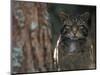 Wild Cat in Pine Forest, Cairngorms National Park, Scotland, UK-Pete Cairns-Mounted Premium Photographic Print
