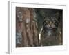 Wild Cat in Pine Forest, Cairngorms National Park, Scotland, UK-Pete Cairns-Framed Photographic Print
