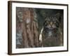 Wild Cat in Pine Forest, Cairngorms National Park, Scotland, UK-Pete Cairns-Framed Photographic Print