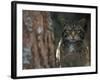 Wild Cat in Pine Forest, Cairngorms National Park, Scotland, UK-Pete Cairns-Framed Photographic Print