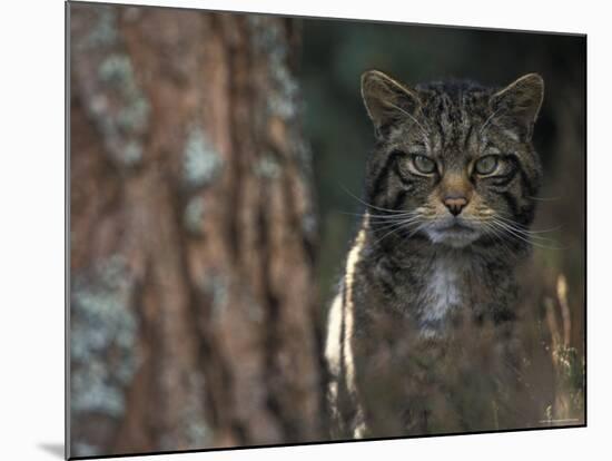 Wild Cat in Pine Forest, Cairngorms National Park, Scotland, UK-Pete Cairns-Mounted Photographic Print