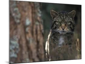 Wild Cat in Pine Forest, Cairngorms National Park, Scotland, UK-Pete Cairns-Mounted Photographic Print