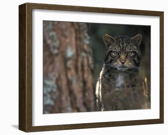 Wild Cat in Pine Forest, Cairngorms National Park, Scotland, UK-Pete Cairns-Framed Photographic Print