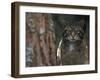 Wild Cat in Pine Forest, Cairngorms National Park, Scotland, UK-Pete Cairns-Framed Photographic Print