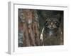 Wild Cat in Pine Forest, Cairngorms National Park, Scotland, UK-Pete Cairns-Framed Photographic Print