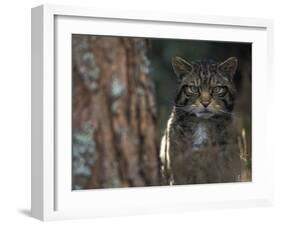 Wild Cat in Pine Forest, Cairngorms National Park, Scotland, UK-Pete Cairns-Framed Photographic Print