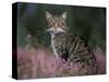 Wild Cat Portrait Amongst Heather, Cairngorms National Park, Scotland, UK-Pete Cairns-Stretched Canvas