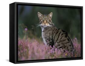 Wild Cat Portrait Amongst Heather, Cairngorms National Park, Scotland, UK-Pete Cairns-Framed Stretched Canvas