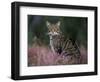 Wild Cat Portrait Amongst Heather, Cairngorms National Park, Scotland, UK-Pete Cairns-Framed Premium Photographic Print