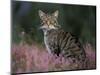 Wild Cat Portrait Amongst Heather, Cairngorms National Park, Scotland, UK-Pete Cairns-Mounted Premium Photographic Print