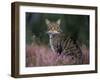 Wild Cat Portrait Amongst Heather, Cairngorms National Park, Scotland, UK-Pete Cairns-Framed Photographic Print