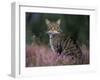Wild Cat Portrait Amongst Heather, Cairngorms National Park, Scotland, UK-Pete Cairns-Framed Photographic Print