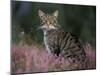 Wild Cat Portrait Amongst Heather, Cairngorms National Park, Scotland, UK-Pete Cairns-Mounted Photographic Print