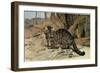 Wild Cat-null-Framed Giclee Print