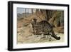 Wild Cat-null-Framed Giclee Print