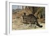 Wild Cat-null-Framed Giclee Print