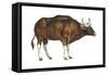 Wild Cattle, Gaur (Bos Gaurus), Mammals-Encyclopaedia Britannica-Framed Stretched Canvas
