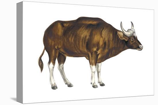 Wild Cattle, Gaur (Bos Gaurus), Mammals-Encyclopaedia Britannica-Stretched Canvas