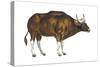 Wild Cattle, Gaur (Bos Gaurus), Mammals-Encyclopaedia Britannica-Stretched Canvas