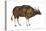 Wild Cattle, Gaur (Bos Gaurus), Mammals-Encyclopaedia Britannica-Stretched Canvas