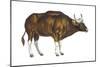 Wild Cattle, Gaur (Bos Gaurus), Mammals-Encyclopaedia Britannica-Mounted Poster