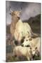 Wild Cattle of Chillingham, Northumberland, C.1867-Edwin Landseer-Mounted Giclee Print