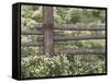 Wild Chamomile Around Log Fence, Colorado, USA-Adam Jones-Framed Stretched Canvas