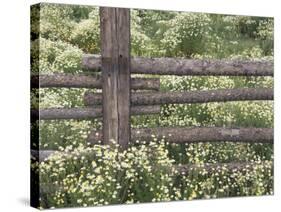 Wild Chamomile Around Log Fence, Colorado, USA-Adam Jones-Stretched Canvas