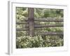 Wild Chamomile Around Log Fence, Colorado, USA-Adam Jones-Framed Photographic Print