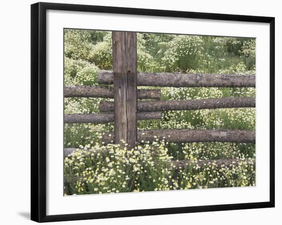 Wild Chamomile Around Log Fence, Colorado, USA-Adam Jones-Framed Photographic Print