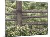 Wild Chamomile Around Log Fence, Colorado, USA-Adam Jones-Mounted Photographic Print