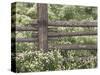 Wild Chamomile Around Log Fence, Colorado, USA-Adam Jones-Stretched Canvas