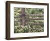 Wild Chamomile Around Log Fence, Colorado, USA-Adam Jones-Framed Photographic Print