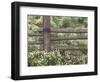 Wild Chamomile Around Log Fence, Colorado, USA-Adam Jones-Framed Photographic Print