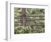 Wild Chamomile Around Log Fence, Colorado, USA-Adam Jones-Framed Photographic Print