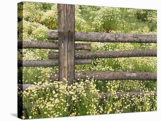 Wild Chamomile Growing around Log Fence-Adam Jones-Stretched Canvas