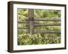 Wild Chamomile Growing around Log Fence-Adam Jones-Framed Photographic Print