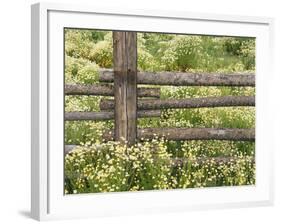 Wild Chamomile Growing around Log Fence-Adam Jones-Framed Photographic Print