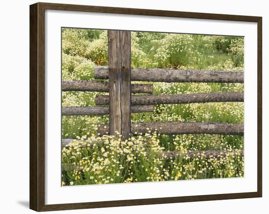 Wild Chamomile Growing around Log Fence-Adam Jones-Framed Photographic Print