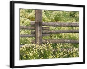 Wild Chamomile Growing around Log Fence-Adam Jones-Framed Photographic Print