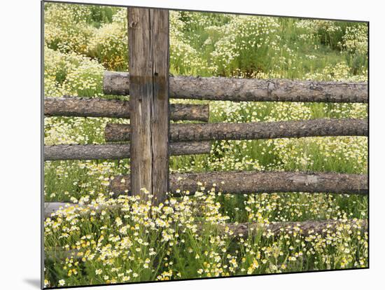 Wild Chamomile Growing around Log Fence-Adam Jones-Mounted Photographic Print