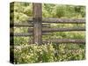 Wild Chamomile Growing around Log Fence-Adam Jones-Stretched Canvas