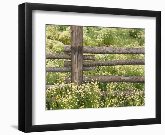 Wild Chamomile Growing around Log Fence-Adam Jones-Framed Photographic Print