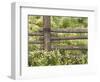 Wild Chamomile Growing around Log Fence-Adam Jones-Framed Photographic Print