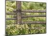 Wild Chamomile Growing around Log Fence-Adam Jones-Mounted Photographic Print