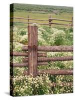 Wild Chamomile, Gunnison National Forest, Colorado, USA-Adam Jones-Stretched Canvas