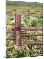 Wild Chamomile, Gunnison National Forest, Colorado, USA-Adam Jones-Mounted Premium Photographic Print