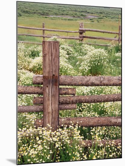 Wild Chamomile, Gunnison National Forest, Colorado, USA-Adam Jones-Mounted Premium Photographic Print