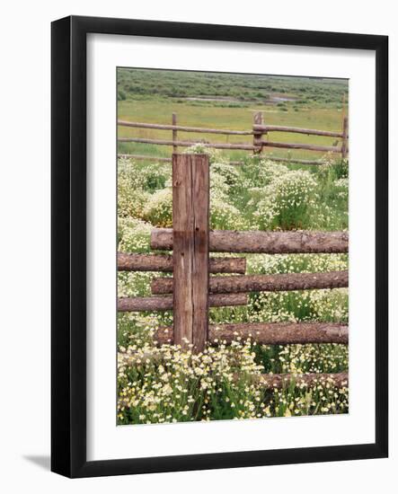 Wild Chamomile, Gunnison National Forest, Colorado, USA-Adam Jones-Framed Photographic Print